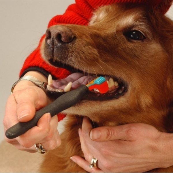 Cepillo de dientes triple ergonómico para perros y gatos