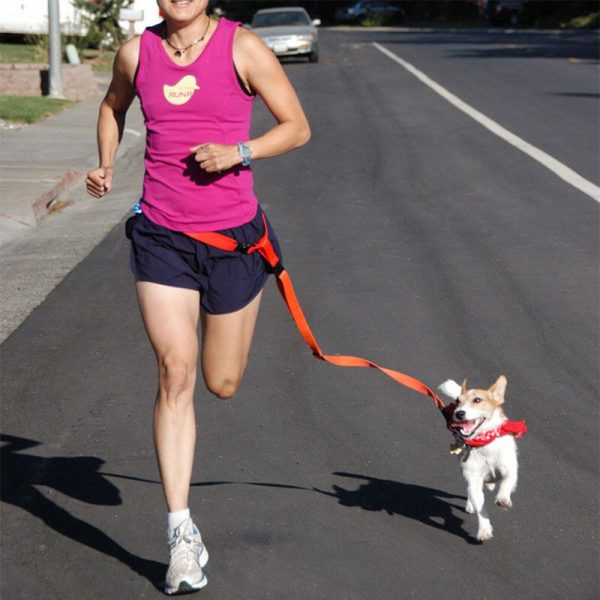 Colorida correa para correr junto a tu perrito con seguridad