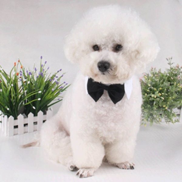 Muy elegante corbata de lazo negra para perros y gatos